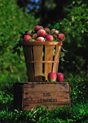 apples