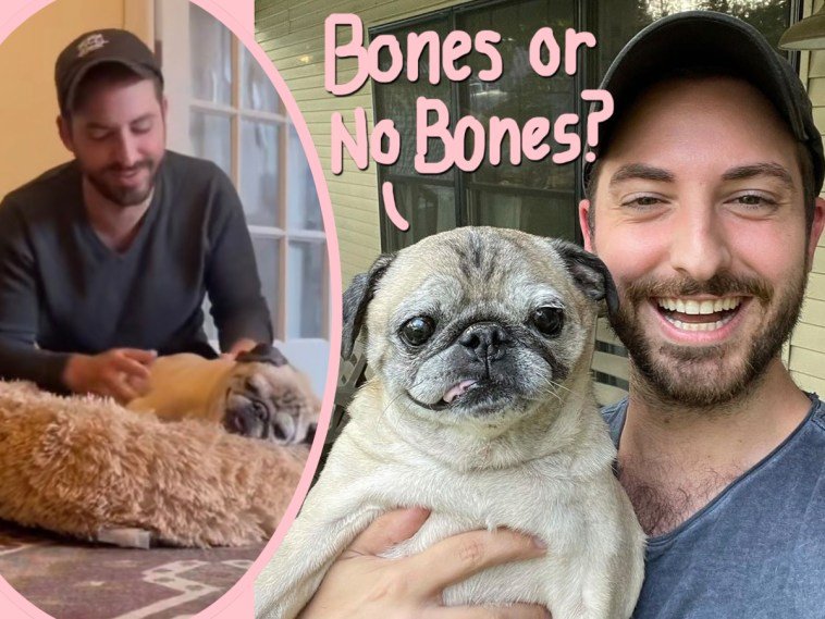 This Elderly Pug Has Captured TikTok's Heart With His Daily Bones Horoscope! - HCA Barbieri News