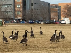 Potential candidate for our campus mascot.