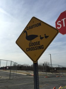 Goose crossing