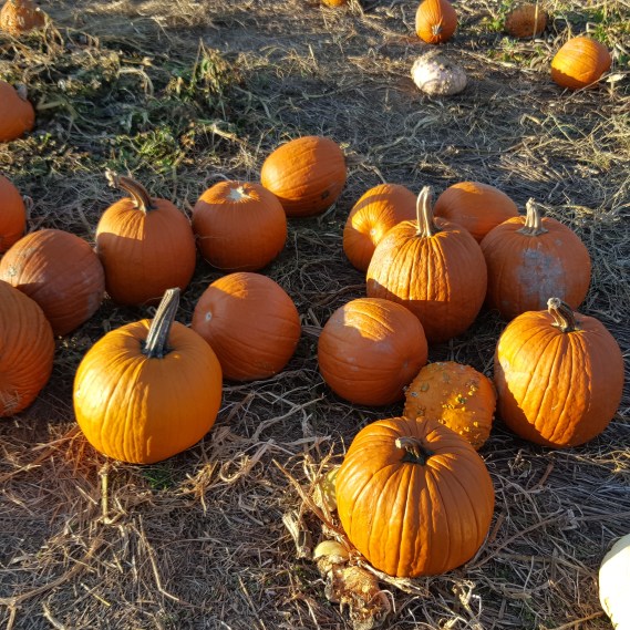 PumpkinsButlersOrchard