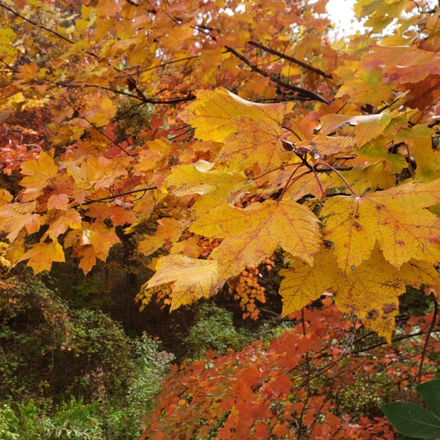 UniversitiesAtShadyGroveLeavesFall2018