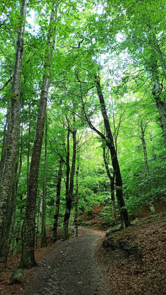 A hiking trail surrounded by trees, meant to represent some of the available trails in Maryland.